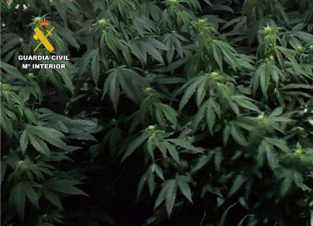 La Guardia Civil desmantela en Cieza un grupo delictivo que cultivaba y distribuía gran cantidad de marihuana