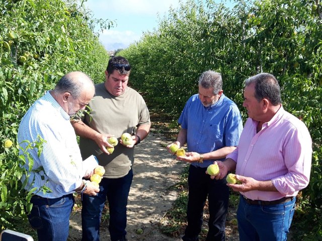 El pedrisco daña cerca de 2.500 hectáreas de frutales